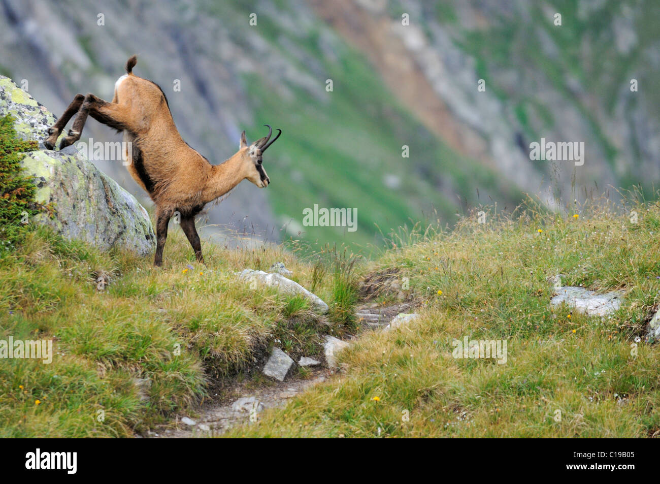 Chamois (Rupicapra rupicapra) jumping from a rock Stock Photo