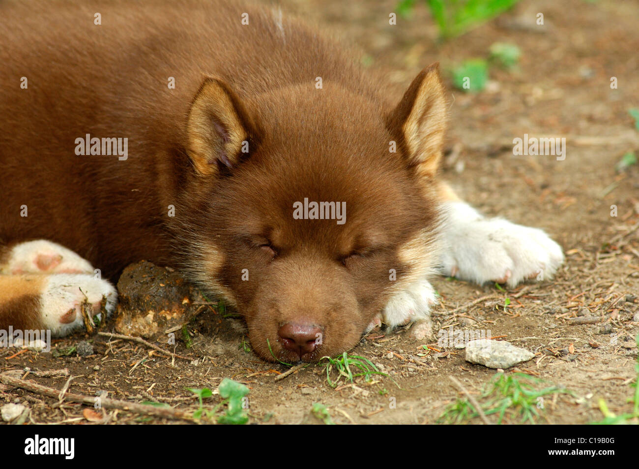 Exhausted Greenland Dog puppy Stock Photo