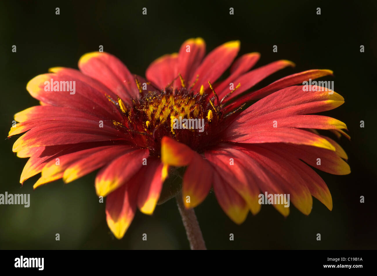 Firewheel, Indian blanket, Indian Blanketflower, or Sundance (Gaillardia pulchella), blossom Stock Photo