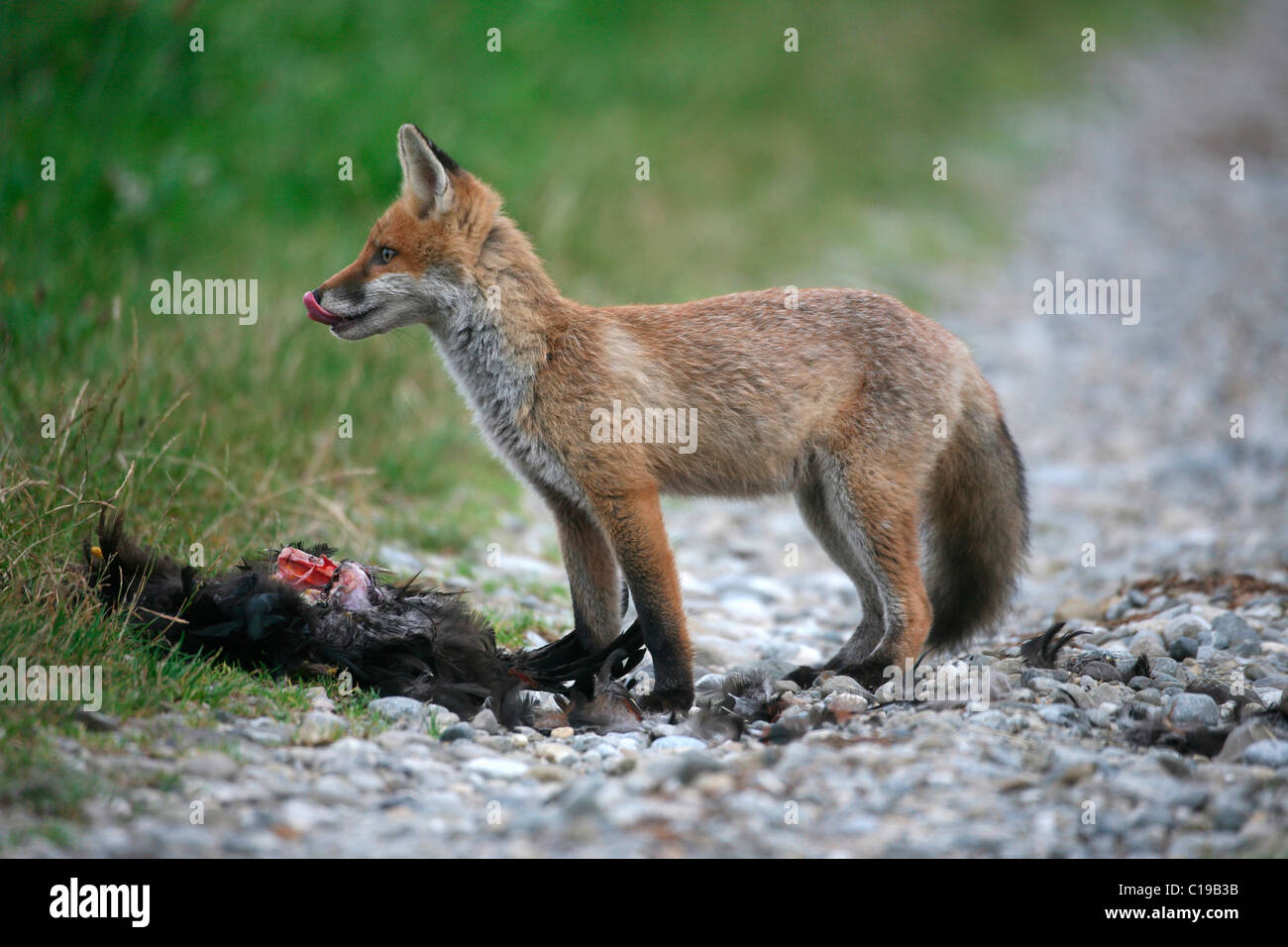 Red Fox (Vulpes vulpes) and the remains of a domestic fowl Stock Photo