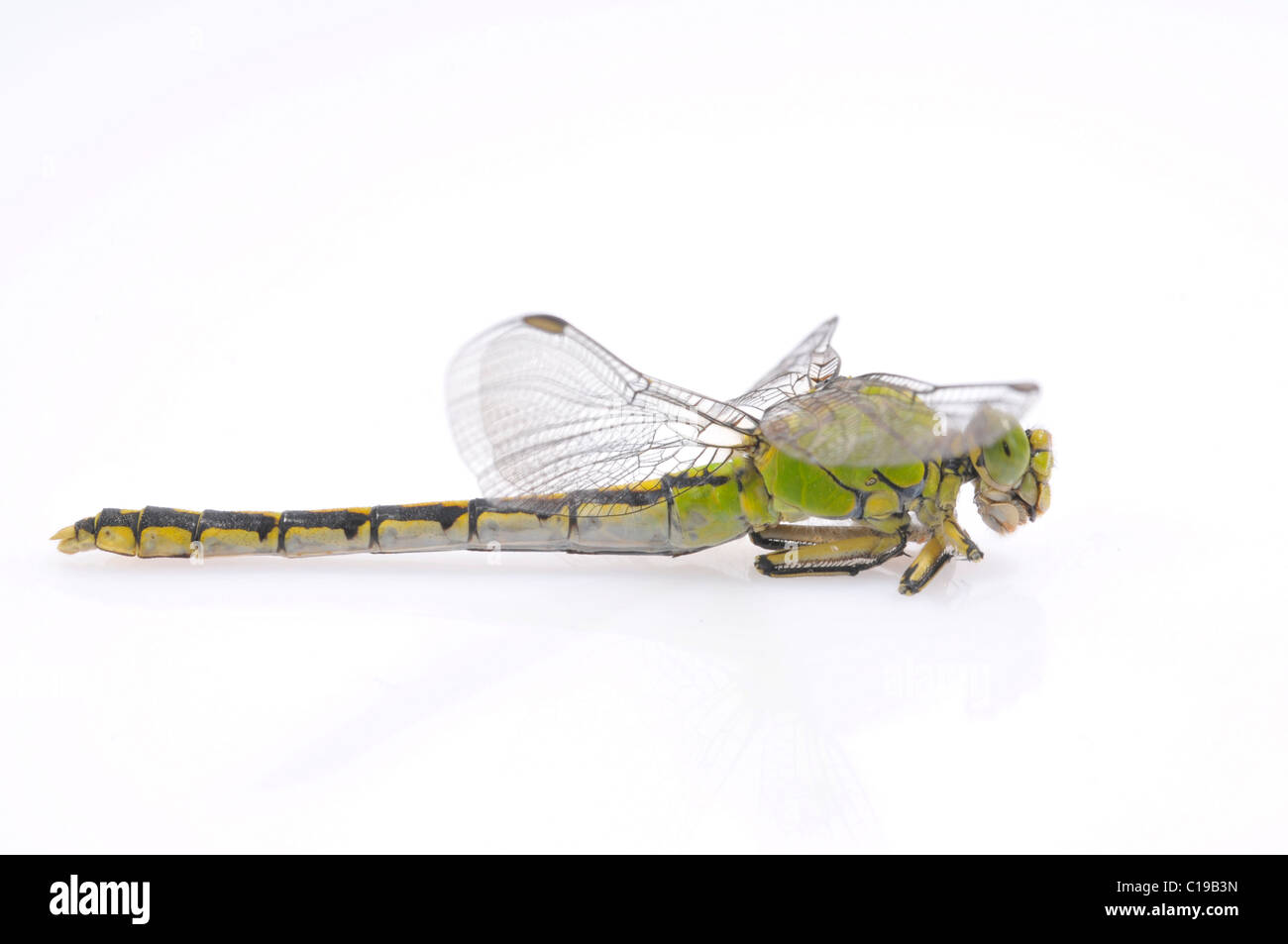 Dragonfly (Ophiogomphus cecilia) Stock Photo