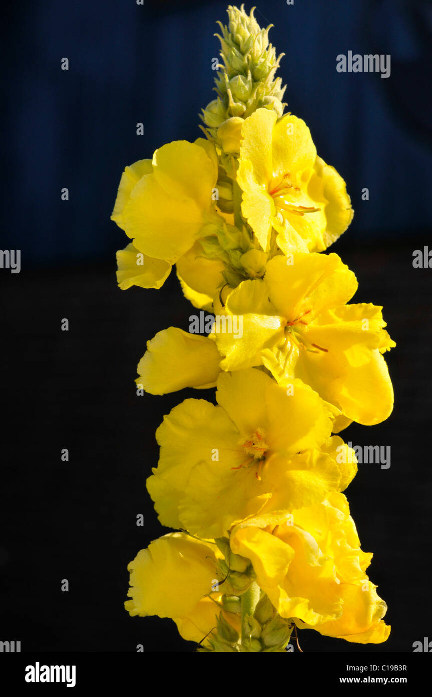 Yellow flowering Mullein (Verbascum) Stock Photo