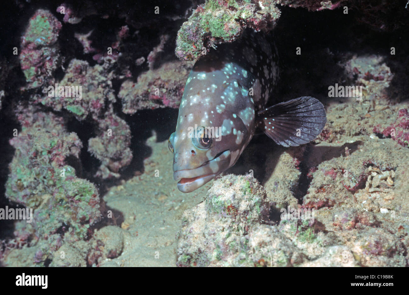 Young Malabar Grouper (Epinephelus salmonoides), Red Sea, Egypt, Africa Stock Photo