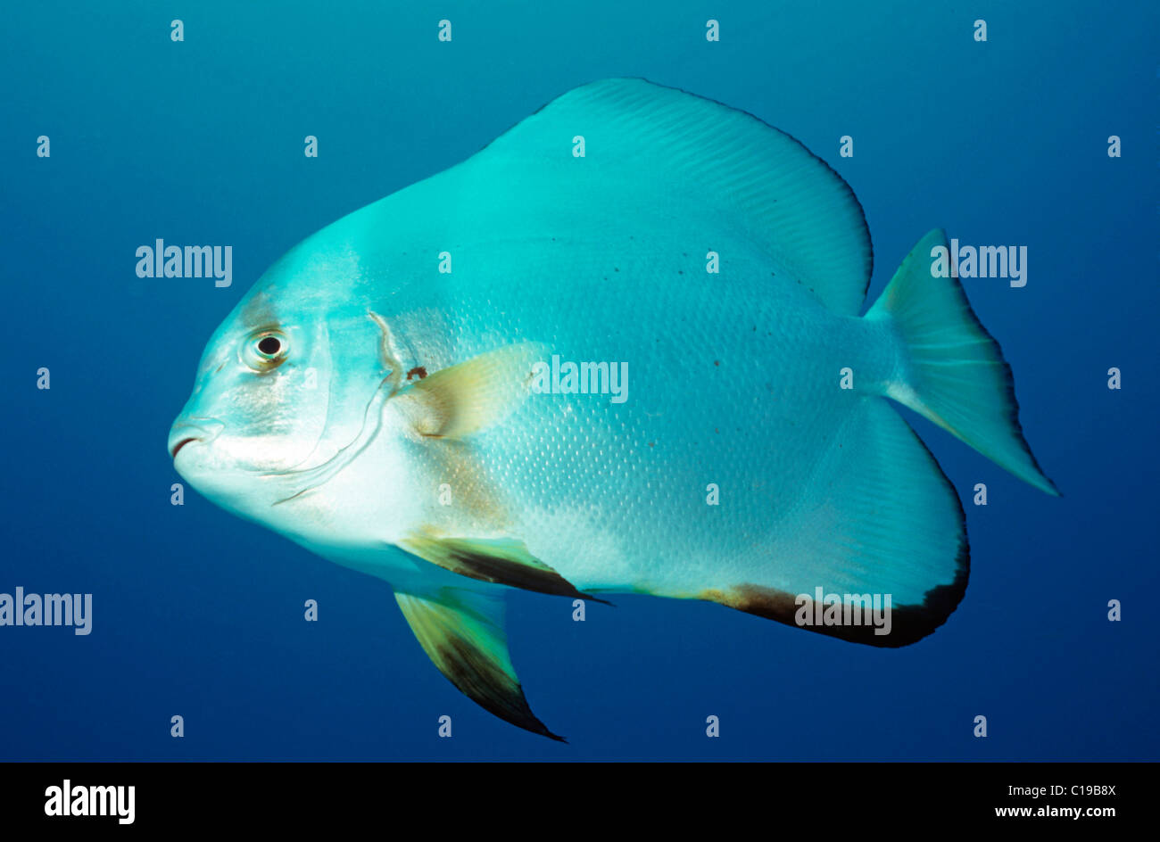 Orbicular Batfish (Platax orbicularis), Red Sea, Egypt, Africa Stock Photo