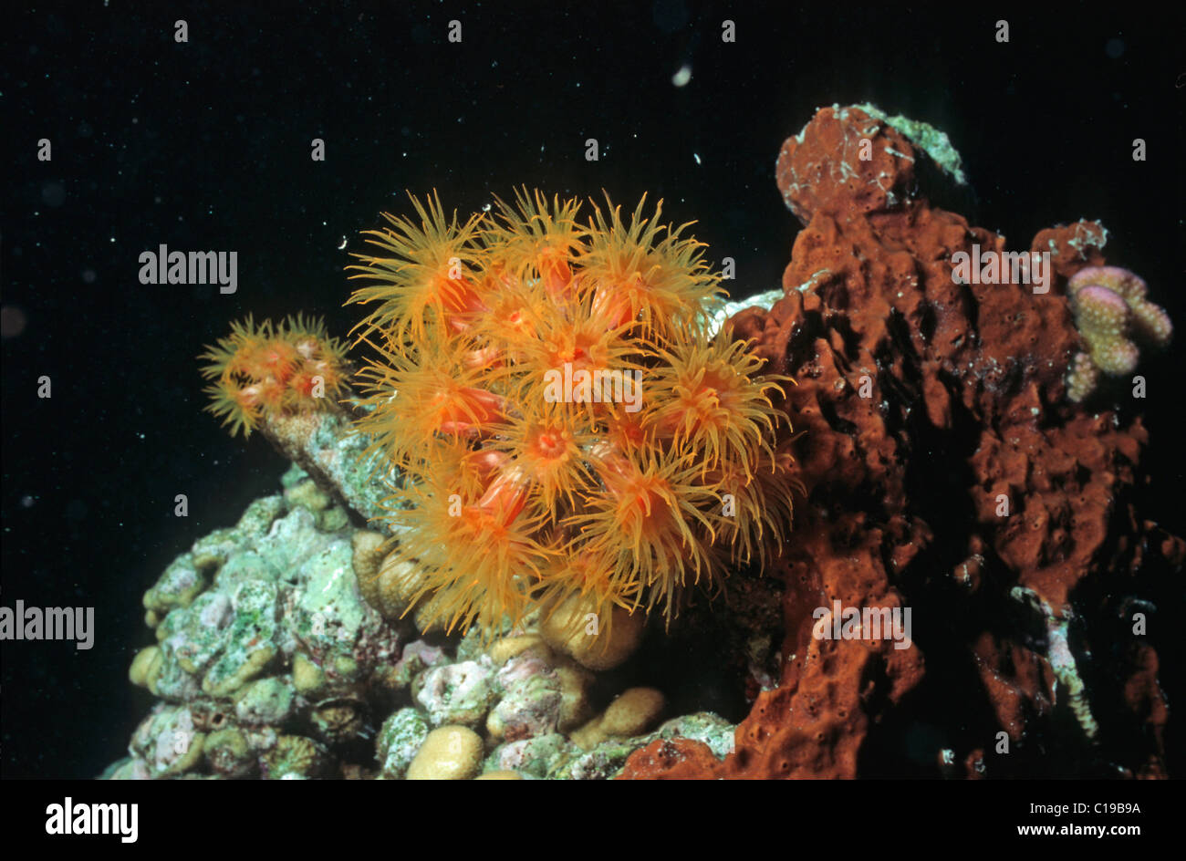 Dendrophyllia (Dendrophyllia cf.gracilis), Red Sea, Egypt, Africa Stock
