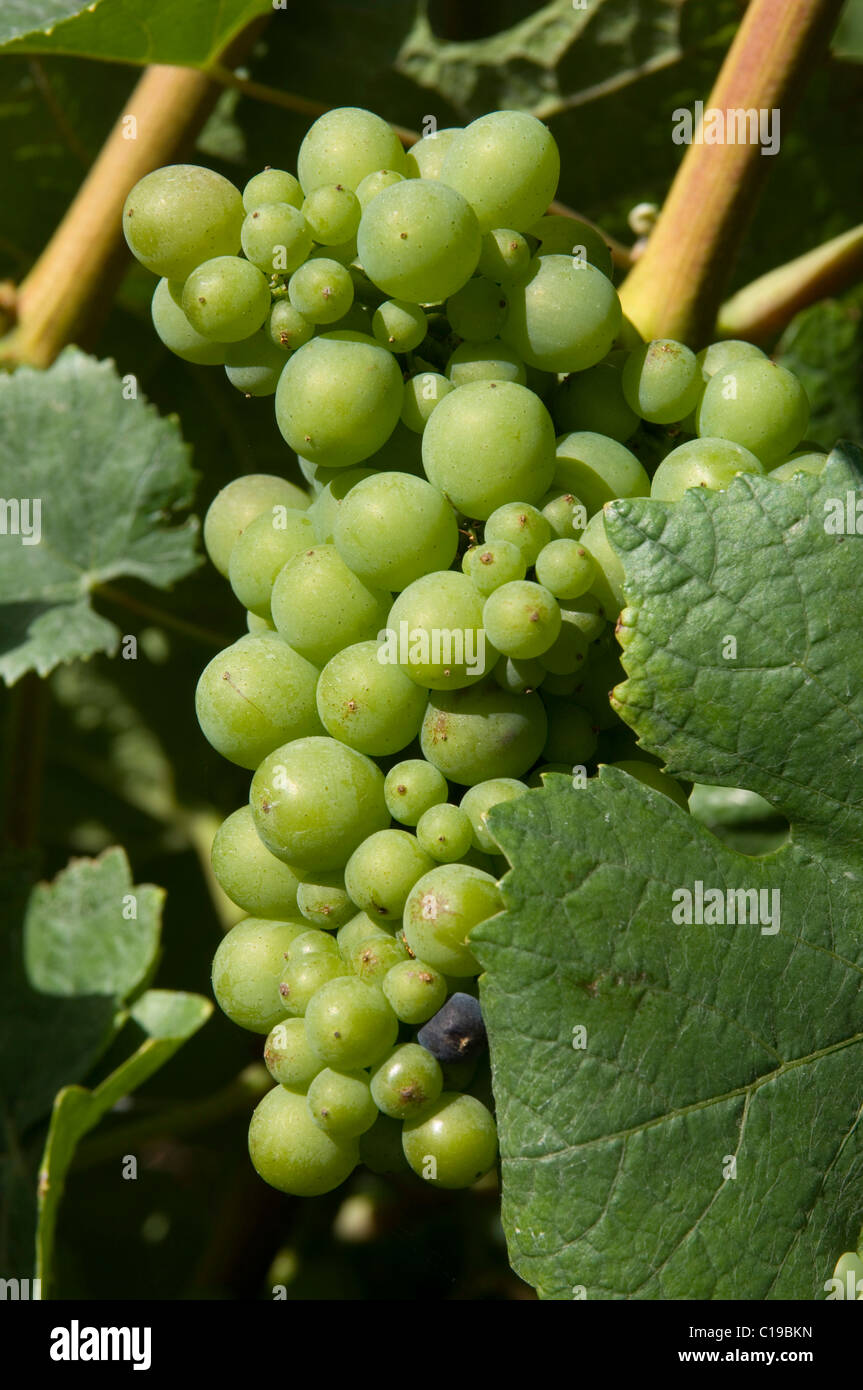 Pinot Noir grapes, used for Champagne production, Champagne, France