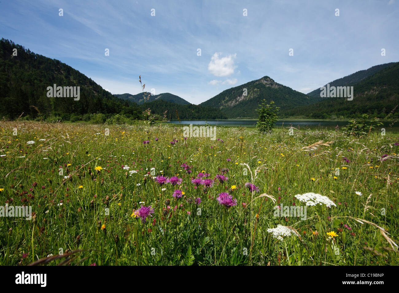 Greater Knapweed (Centaurea scabiosa) in a meadow at Lake Weitsee, Chiemgau Alps, Bavaria, Germany, Europe Stock Photo