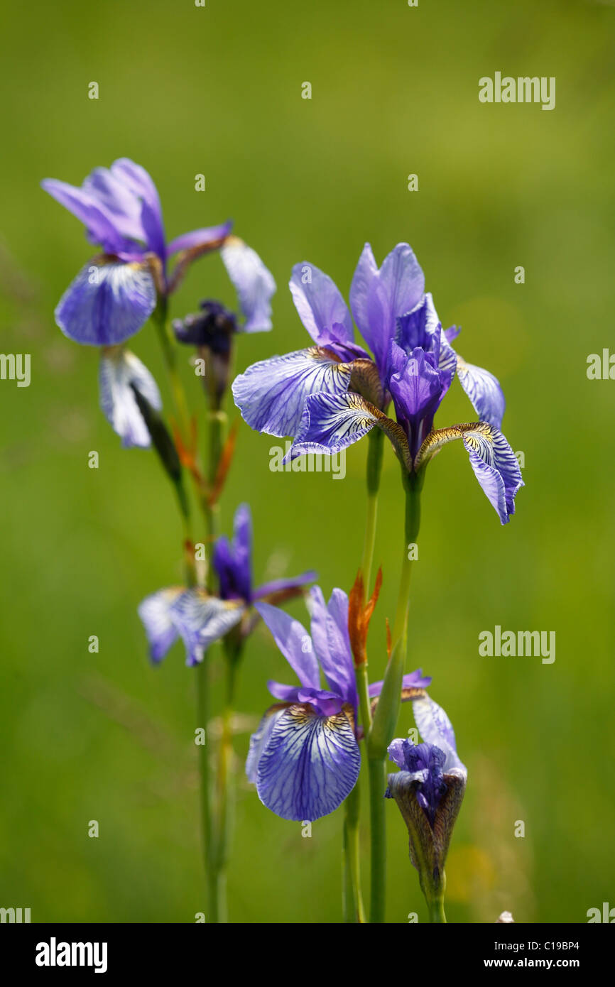 Sibirian Iris (Iris sibirica), blossoms, Upper Bavaria, Germany, Europe Stock Photo