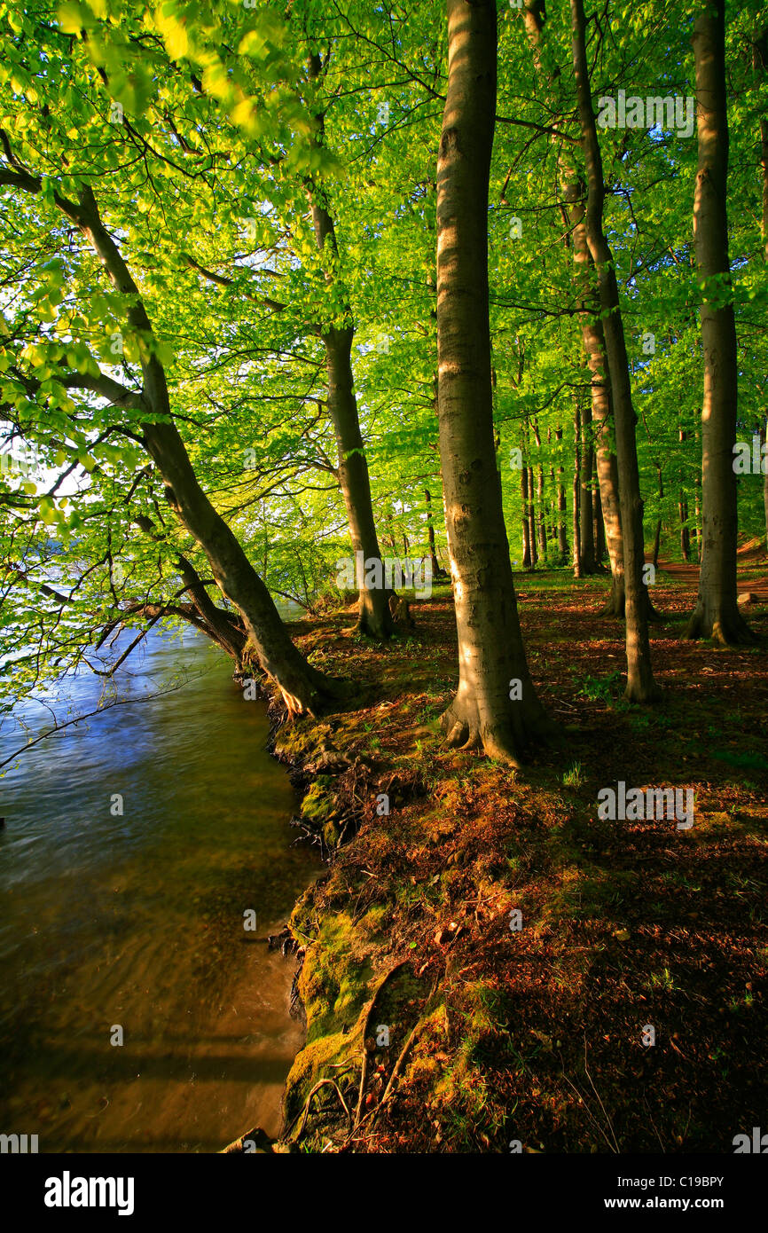 Evening atmosphere on the Plauer See Lake, old Beech trees (Fagus sylvatica) on the banks of the lake, Mecklenburg Lake District Stock Photo