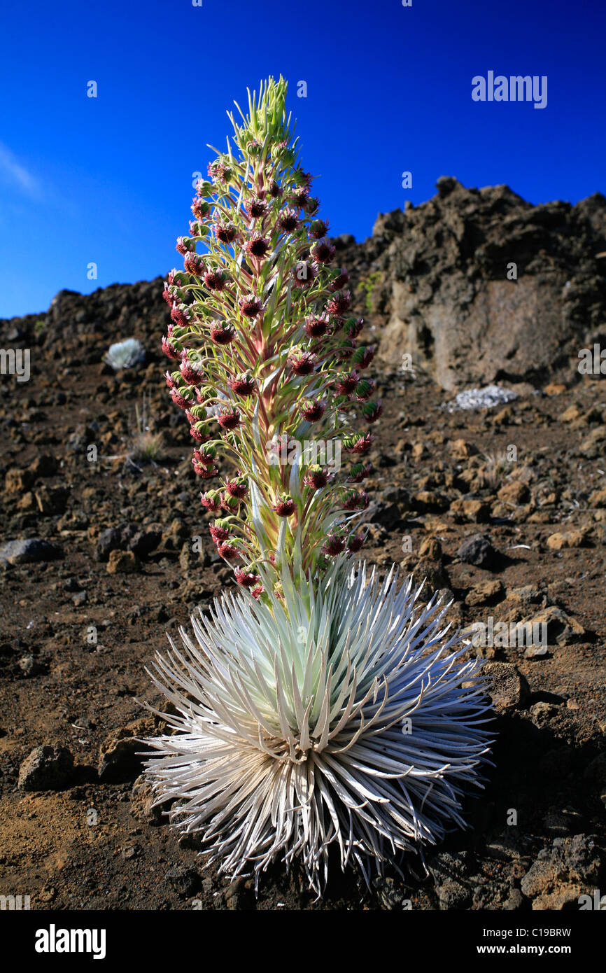 Argyroxiphium hires stock photography and images Alamy