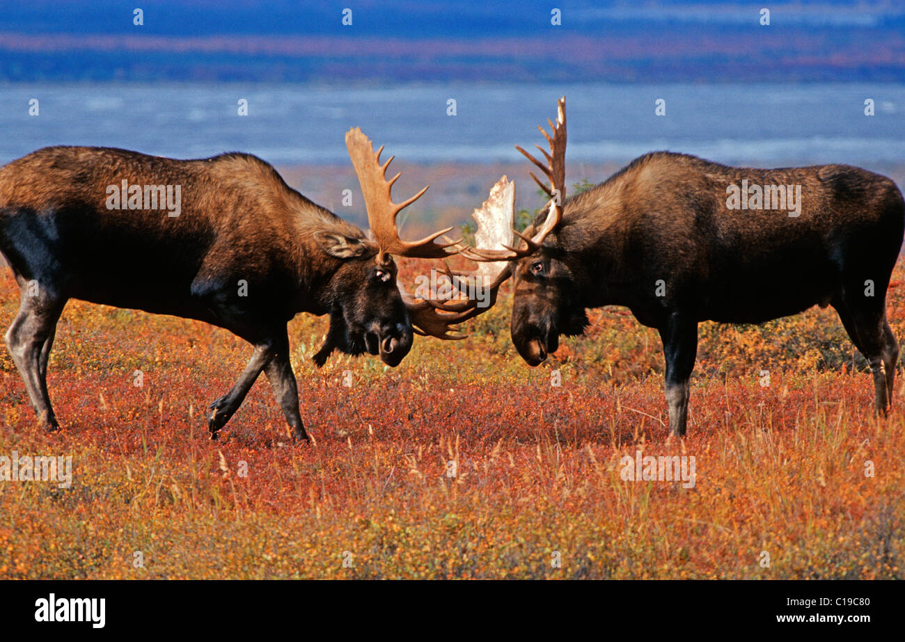 Moose fight hi-res stock photography and images - Alamy
