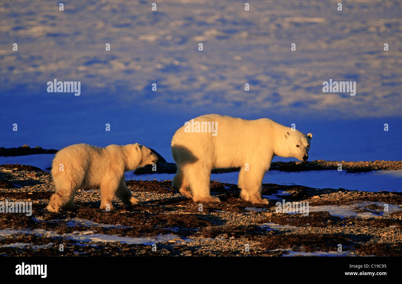 Polar Bear (Ursus maritimus) mother and cub at Hudson Bay, Canada, North America Stock Photo