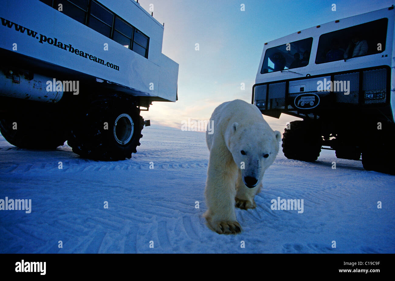 Polar Bear (Ursus maritimus) between two Tundra Buggy vehicles, Hudson Bay, Canada, North America Stock Photo