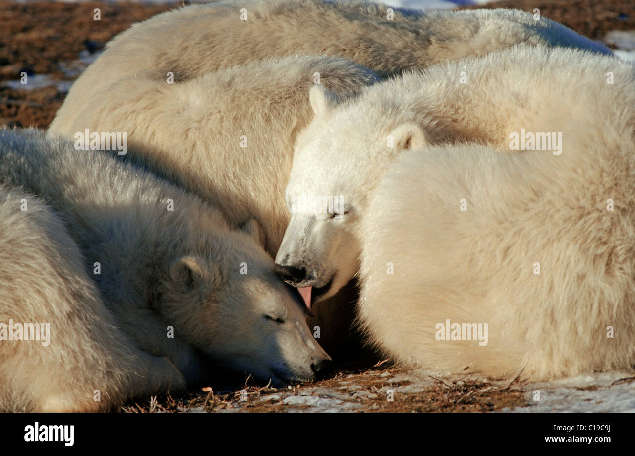 Polar Bears (Ursus maritimus), social behaviour, Hudson Bay, Canada, North America Stock Photo