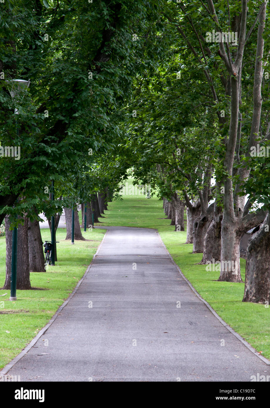 Avenue of trees. Melbourne, Australia Stock Photo Alamy