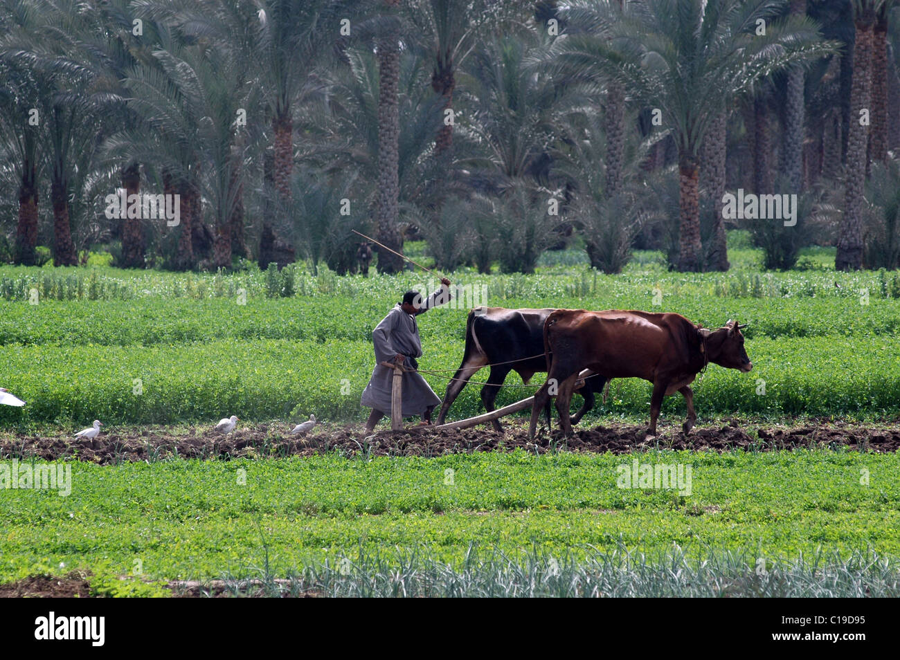 Ancient Farming