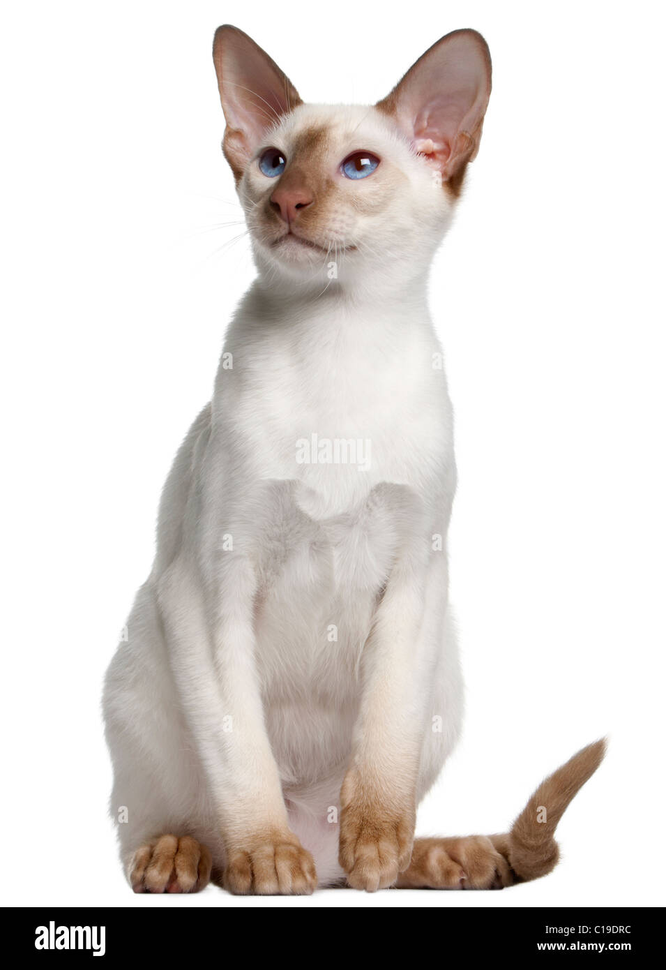 Siamese kitten, 5 months old, in front of white background Stock Photo