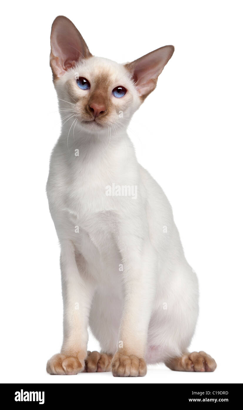 Siamese kitten, 5 months old, in front of white background Stock Photo