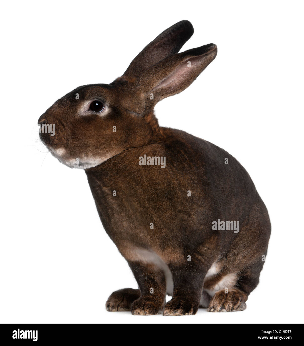 Castor #1 Grade Rex Rabbit Skins