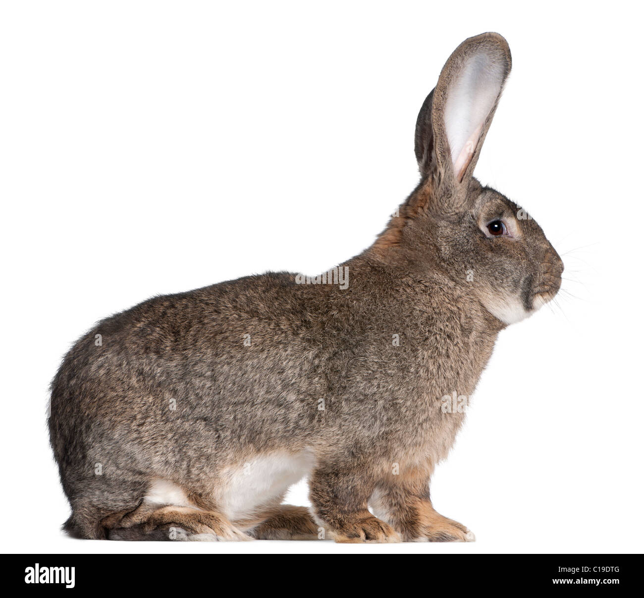 Flemish giant rabbit hi res stock photography and images Alamy