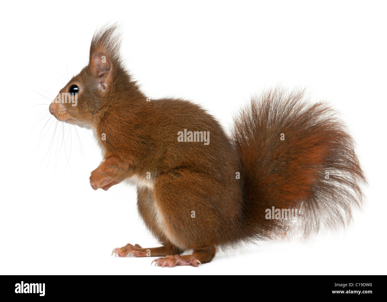 Eurasian red squirrel, Sciurus vulgaris, 4 years old, in front of white background Stock Photo