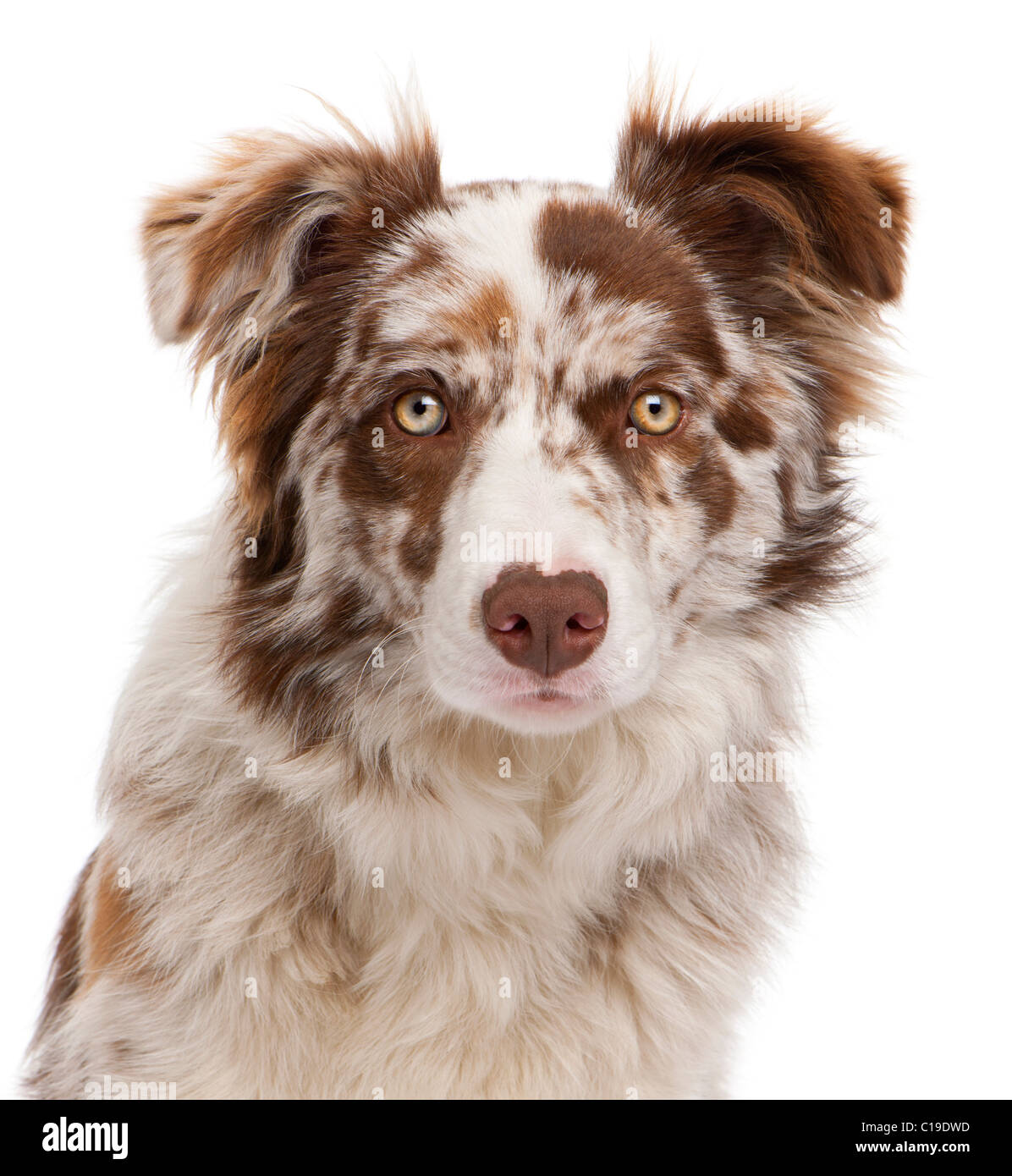 Red merle border collie hi-res stock photography and images
