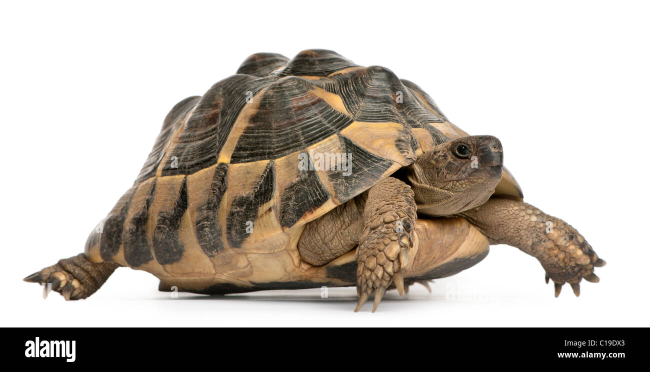 Hermann's tortoise, Testudo hermanni, walking in front of white ...