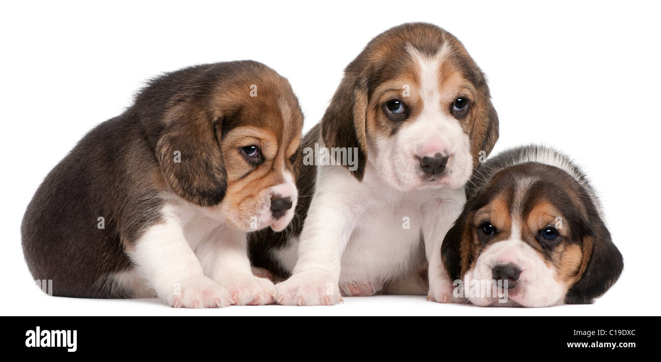 Group Of Beagle Puppies 4 Weeks Old In Front Of White Background 