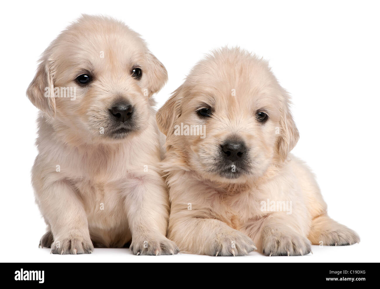Golden retriever puppies hi-res stock photography and images - Alamy