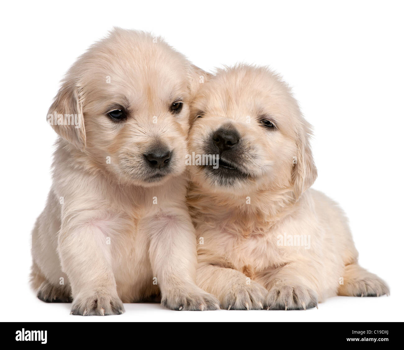 Golden Retriever Puppies Hi res Stock Photography And Images Alamy Golden Retriever Puppies Hi res Stock Photography And Images Alamy