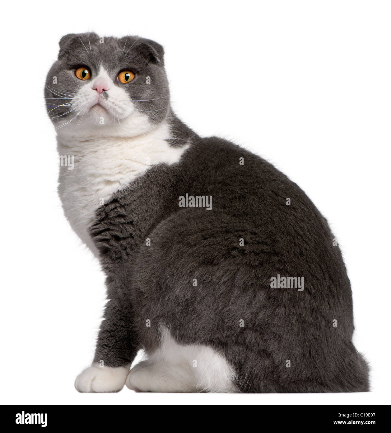 Premium Photo  Portrait photo of scottish fold cat with annoying