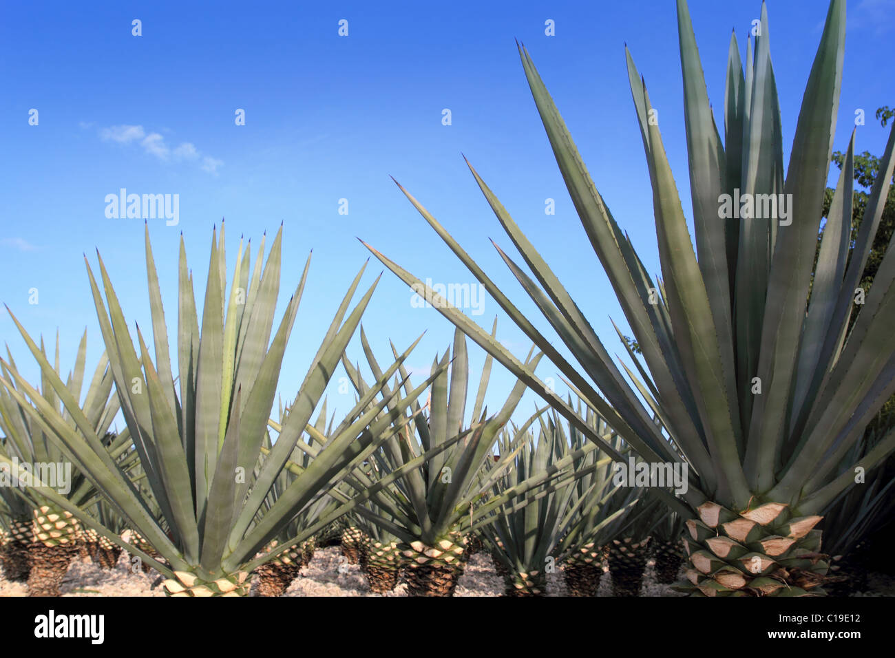 Agave tequilana plant to distill Mexican tequila liquor Stock Photo Alamy