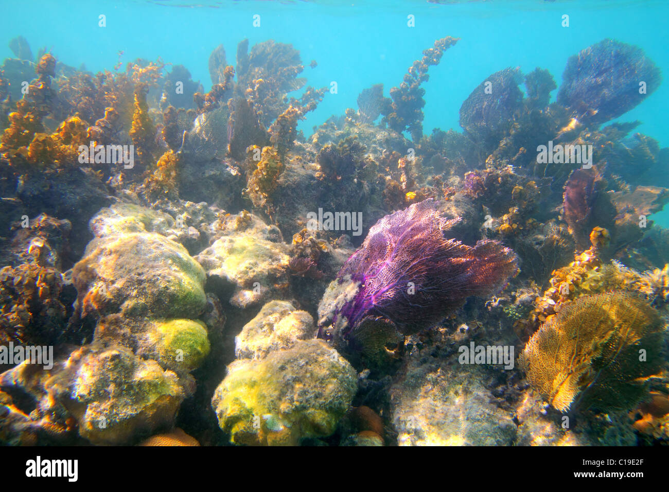 Caribbean tropical reef snorkeling in Mayan Riviera Mexico Stock Photo