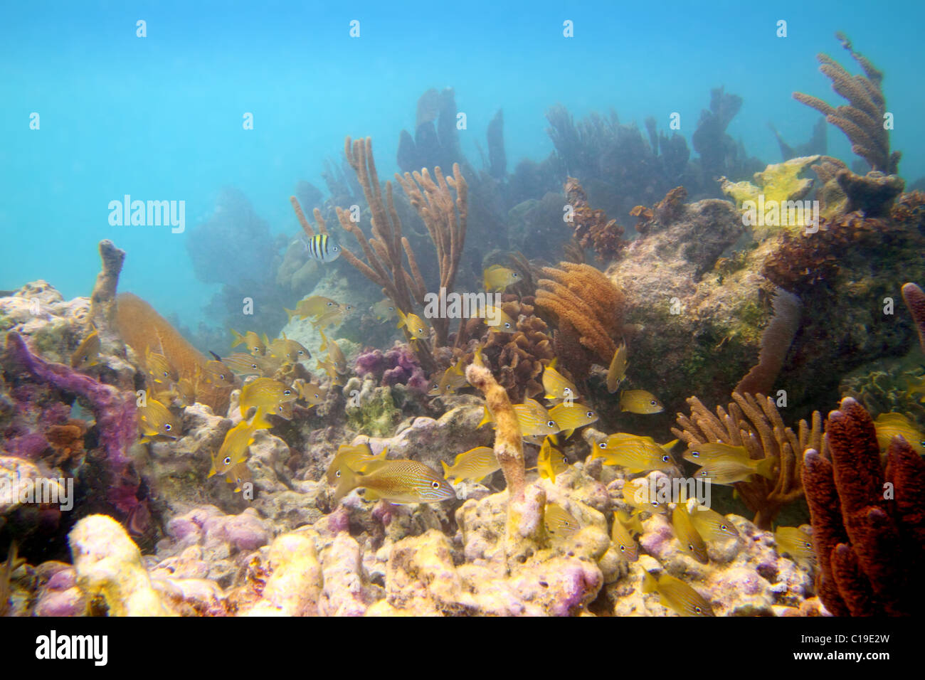 Coral reef in Mayan Riviera Cancun Mexico underwater Stock Photo
