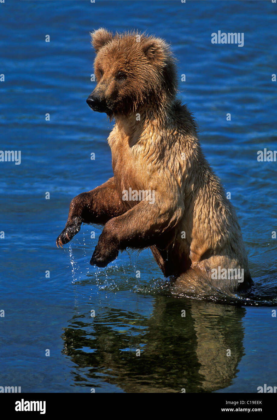 Young Brown Bear playing along looking for some fish in the shallow ...