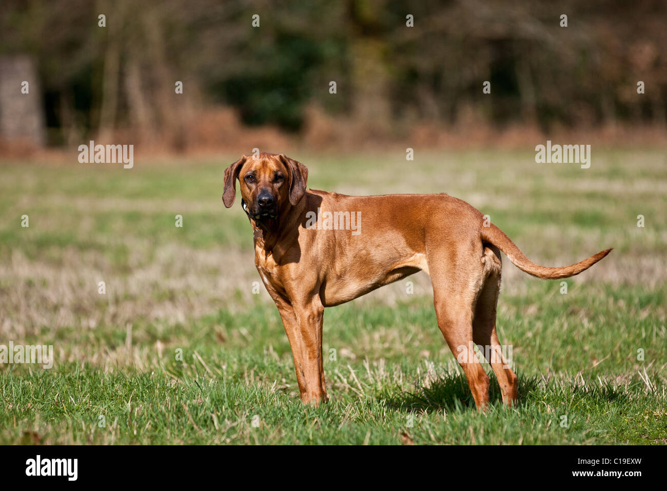 Idaho Rhodesian Ridgeback Rhodesian Ridgeback posing for a photo in a field Stock Photo - Alamy