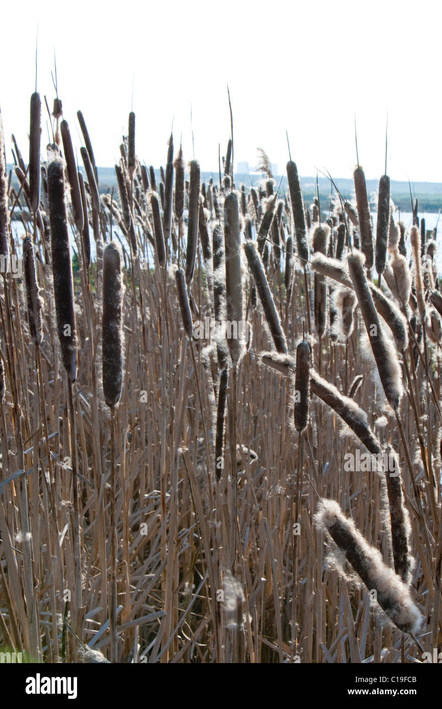 Common reed seed heads hires stock photography and images Alamy