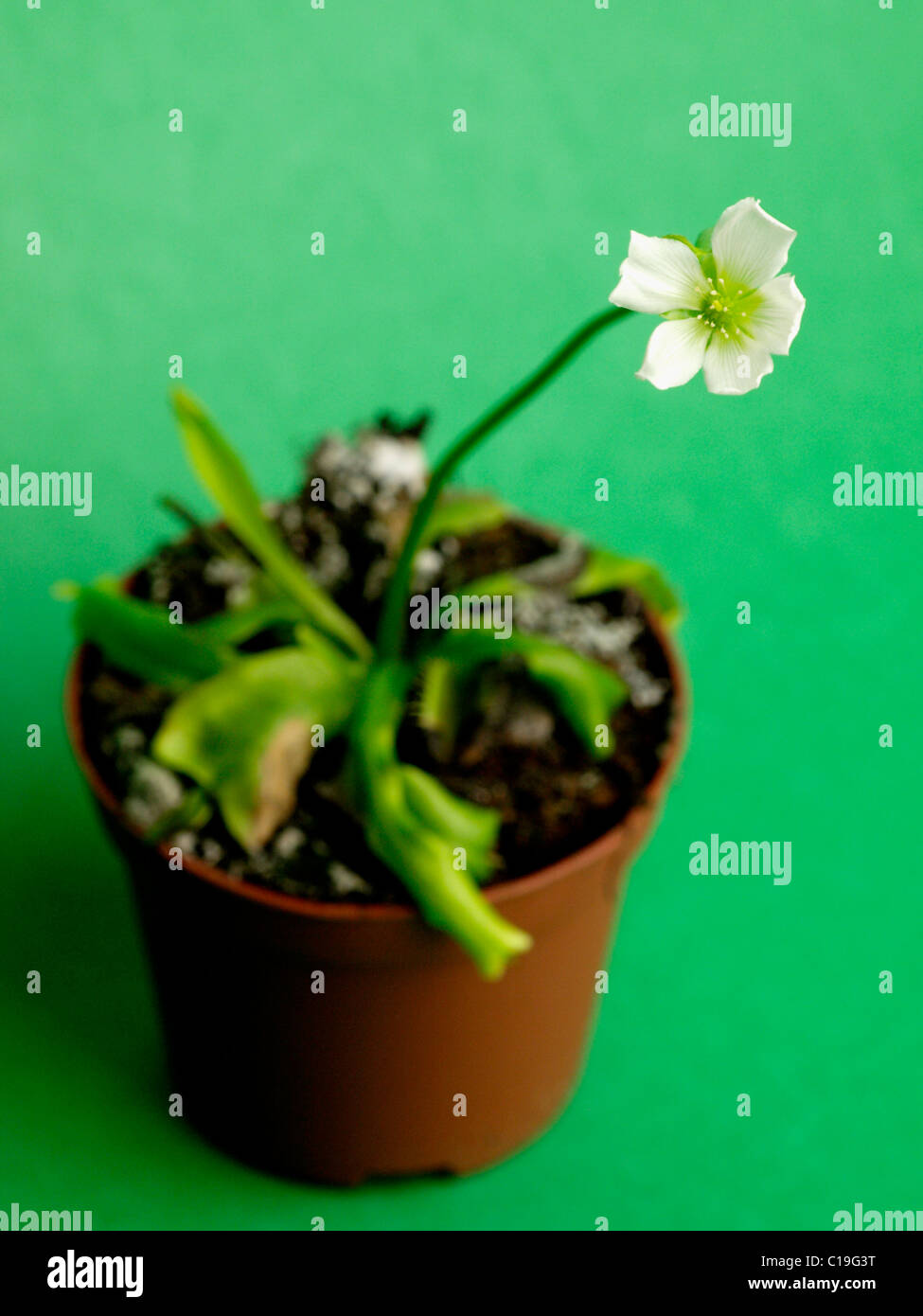 Venus flytrap flower Stock Photo