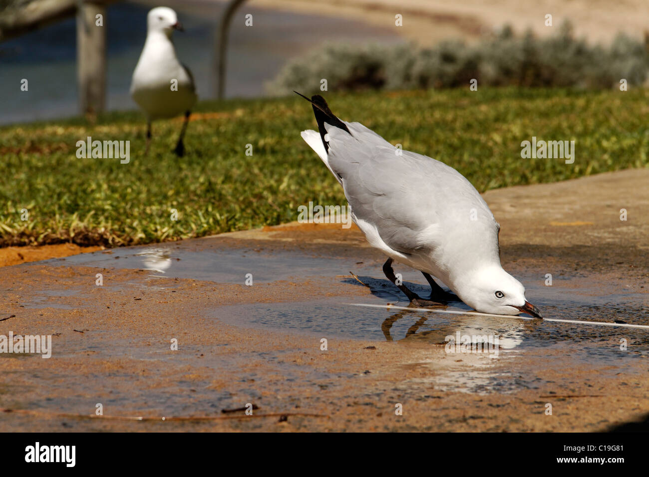 Seagull ( Croicocephalus novaehollandiae ) drinking from a water puddle  Western Australia Stock Photo