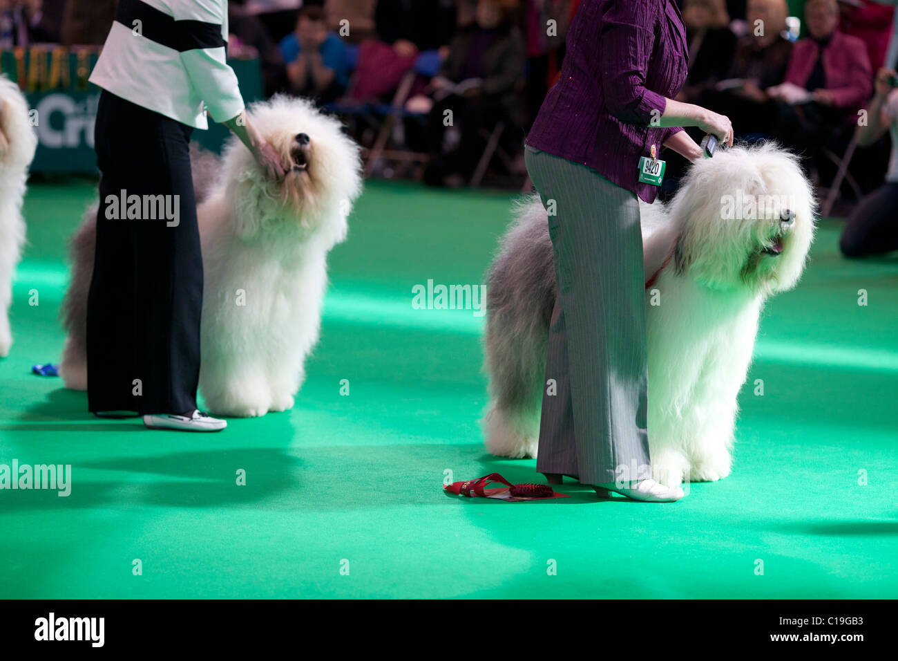 Competitors at Crufts 2011 Stock Photo