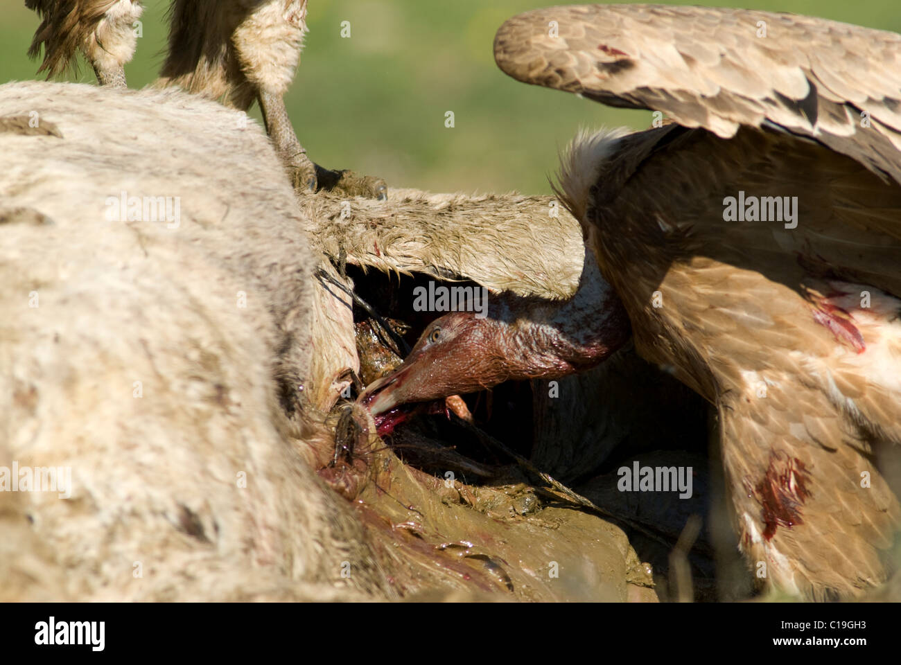 Griffon Vulture feeding on carcass of horse Stock Photo