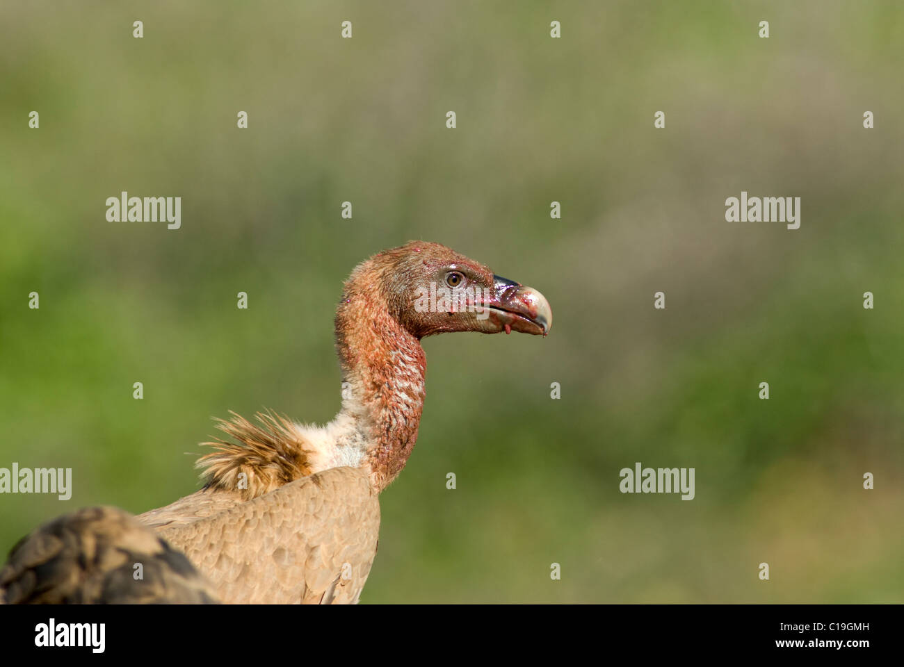 Griffon Vulture with bloody neck and head Stock Photo