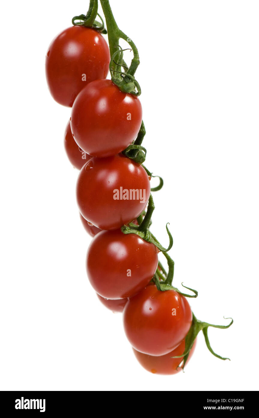 red ripe cherry tomatoes on the vine Stock Photo