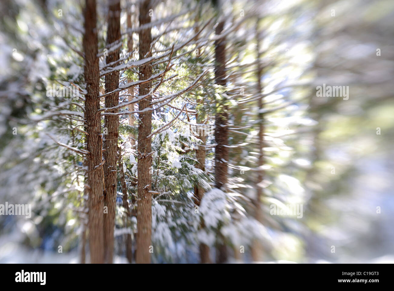 Spruce trees, winter, Nova Scotia Stock Photo Alamy