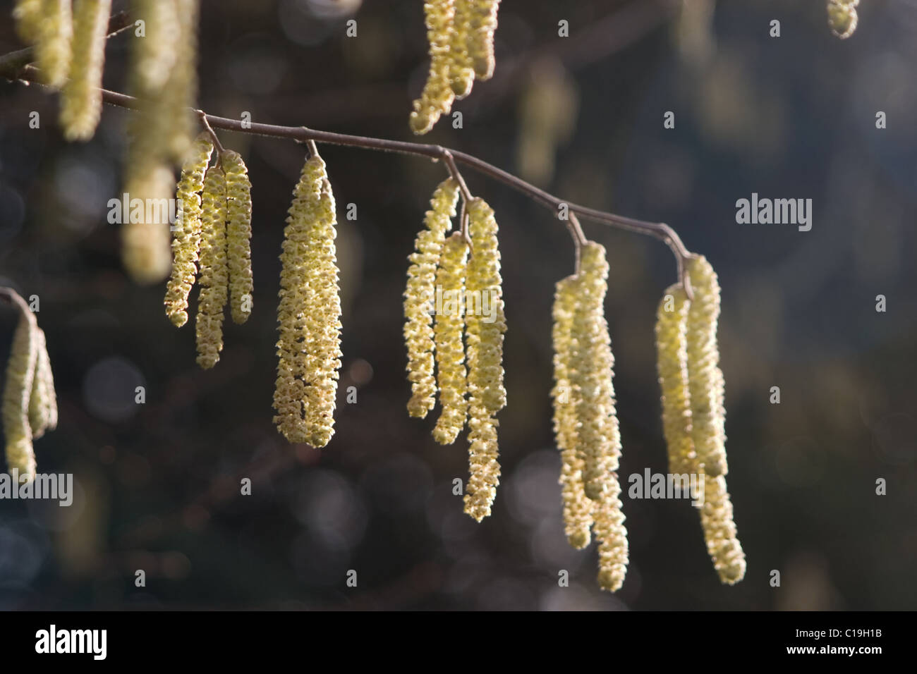 Catkins on tree Stock Photo Alamy Catkins on tree Stock Photo Alamy