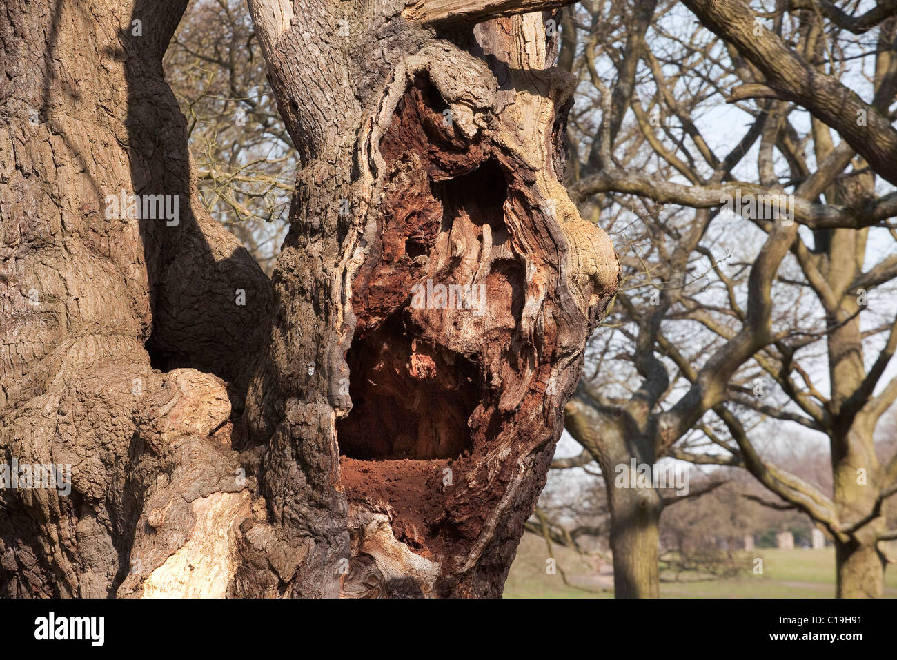 Rotting hollow old Tree Stock Photo