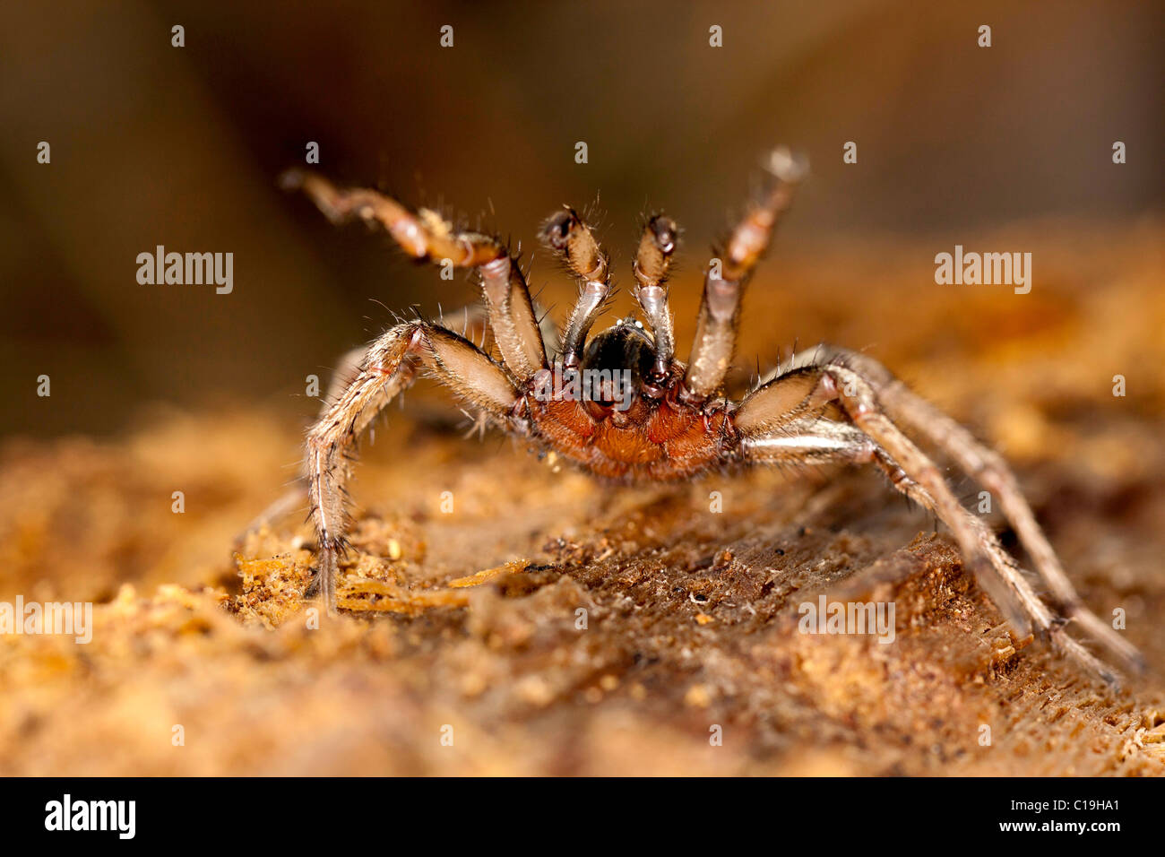 Close up view of a spider on a decaying wooden tree on the forest Stock ...