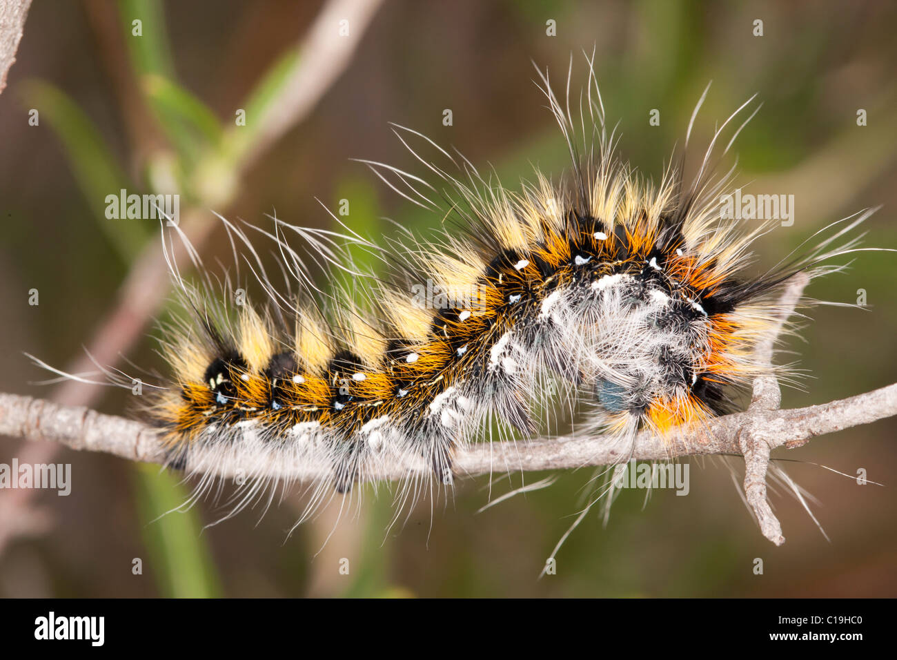 Close view detail of a lappet moth caterpillar on the vegetation. Stock Photo