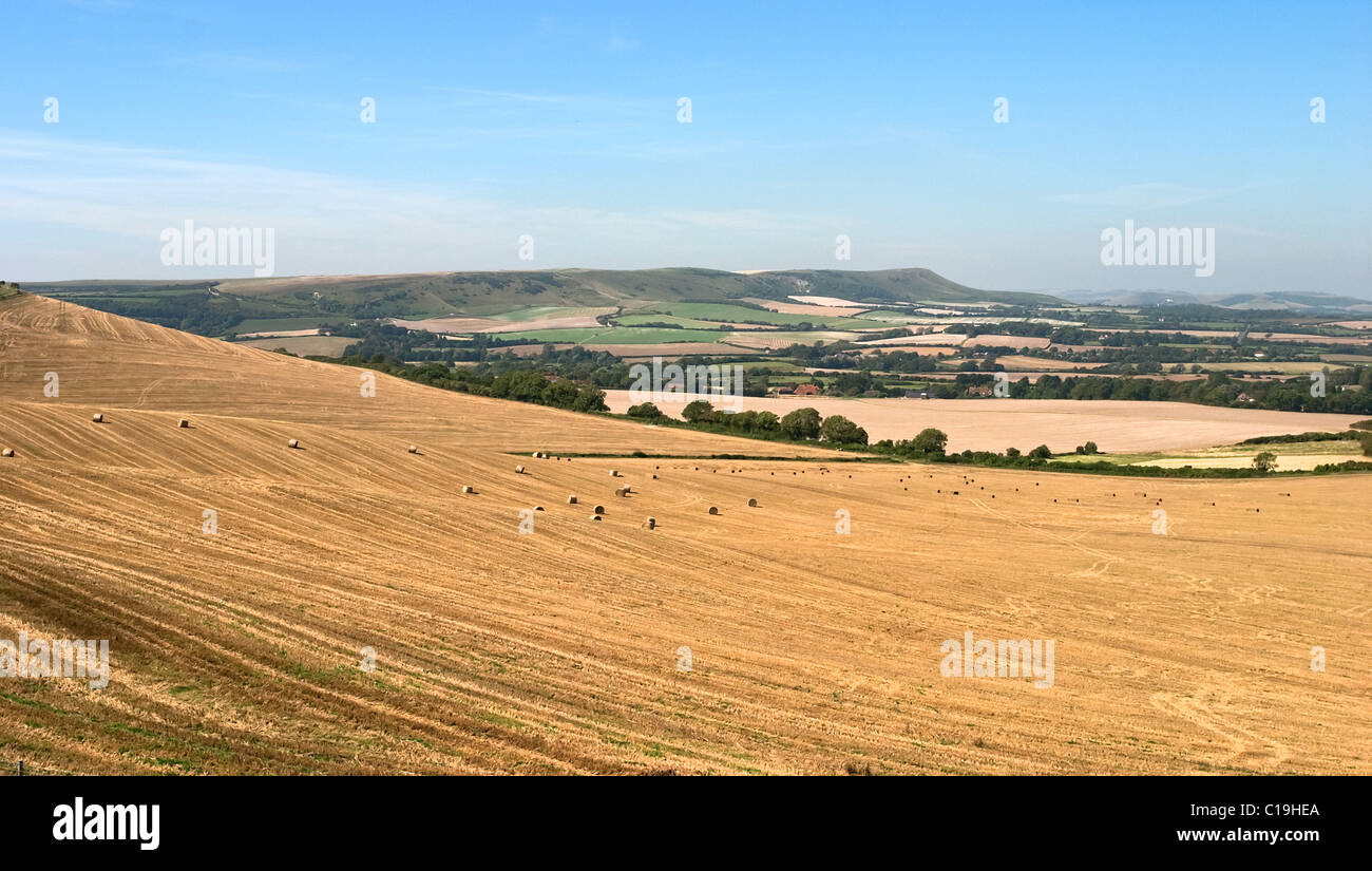 Golden wheat fields at harvest time looking from Wilmington across the Cuckmere valley to Firle Beacon on the South Downs Stock Photo