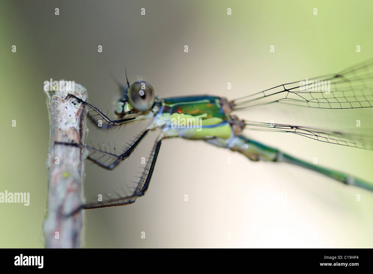 Damselfly hanging on a piece of branch Stock Photo - Alamy